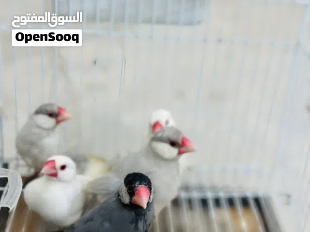 5طروف زيبرا بودا ألوان وحجم الله يبارك