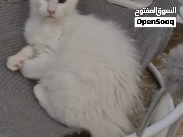 pure main coon kitten ماين كون اصلي