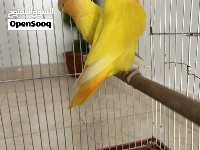 الله يبارك كوبيا روز