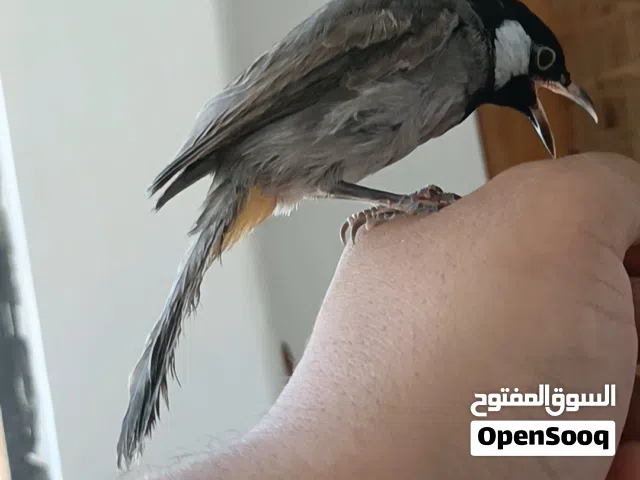 بلبل اليف توه يصبغ