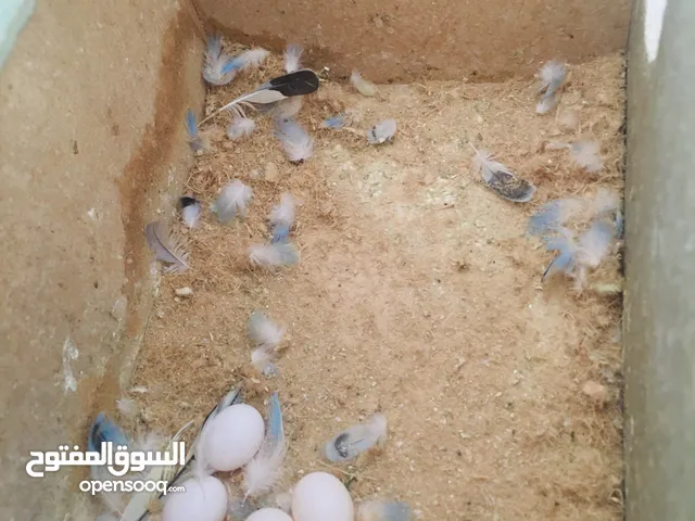 جوزين حب تحتيهم بيض مع قفاص 3معالم سعرهم 22 موجودات في اربد