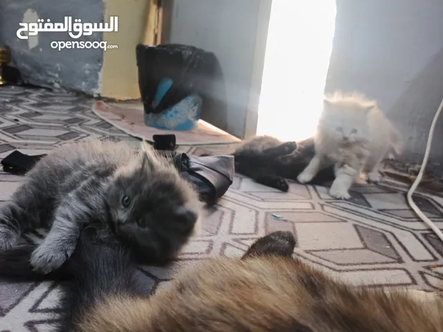 قطط للبيع بسعر مناسب نضيفات وصحه جيده ولعوبيات بشكل