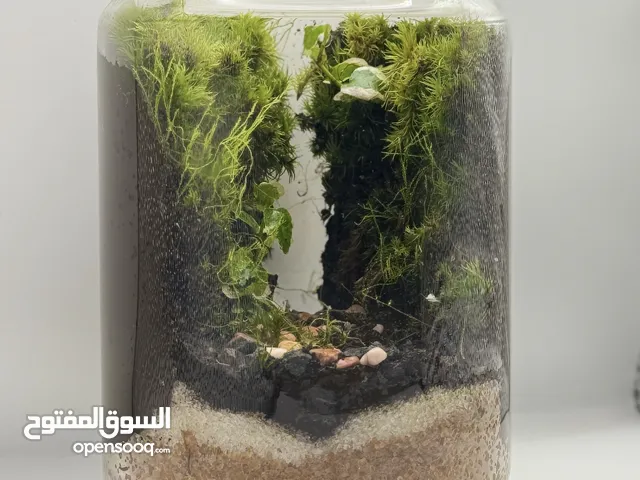 Closed terrarium Just 85 AED