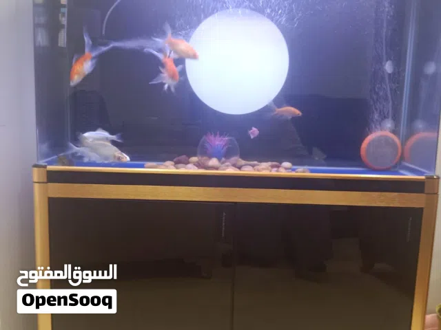 1 METER FISH AQUARIUM