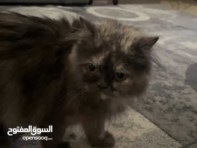 اربع قطط، الام و تلت اطفال بسعر رمزي، عمر الام 11 شهر و الاطفال اعمارهم خمس اسابيع