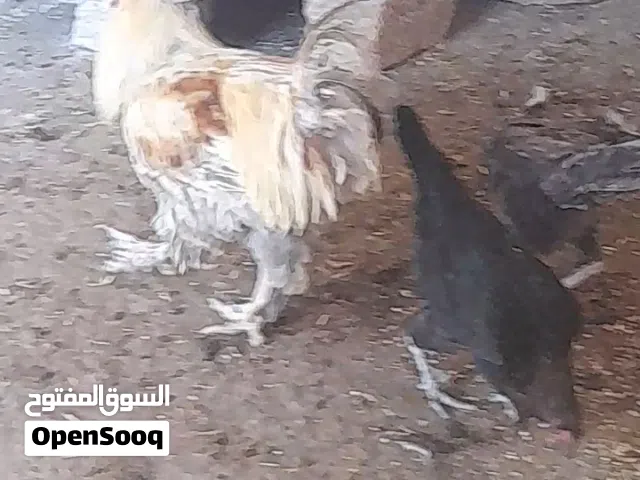 ثلاث ديوك  + جاجتين