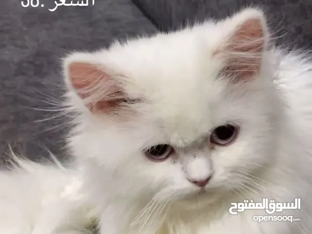 قطه شيرازيه العمر 5 اشهر انثى سعرها 38 ريال