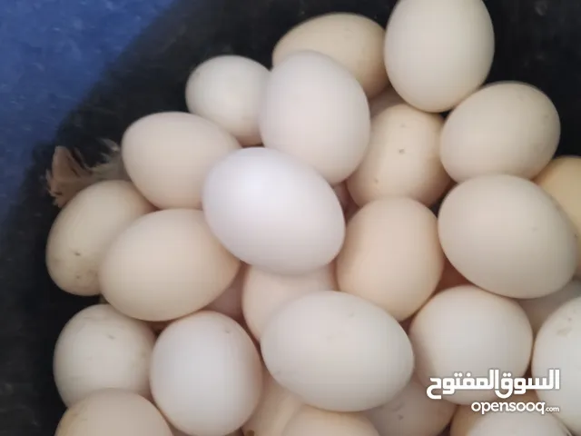 بيض محلي مخصب