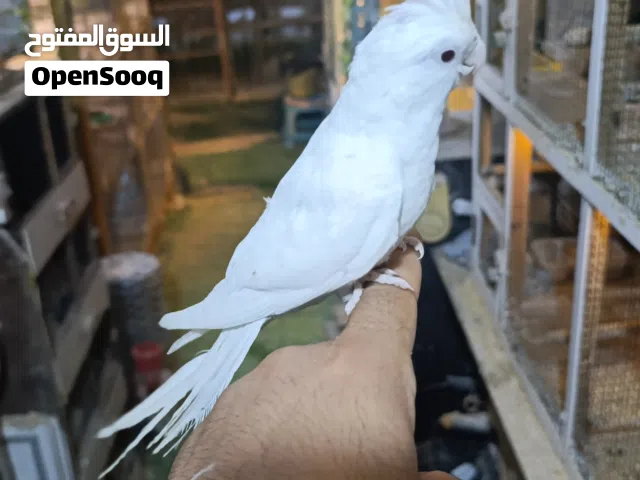 متاخ فحل كوكتيل ربه البينو عيون حمر خط اول