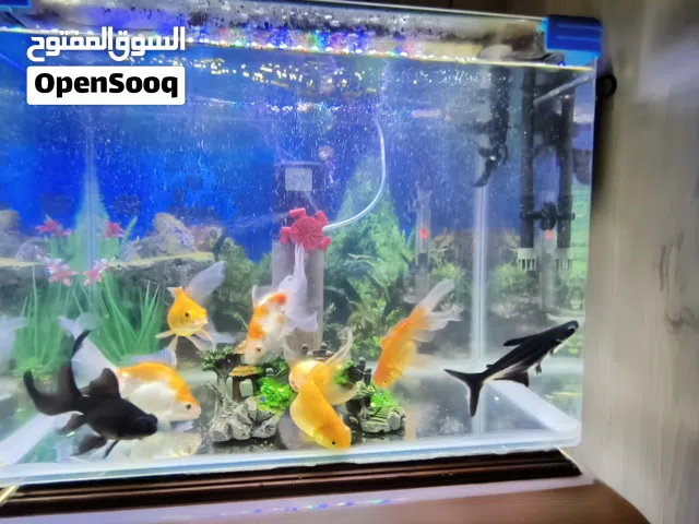 حوض سمك قياسه 55 وماطور وهيتر وشمعتين وياه سبع سمكات زائد قرش