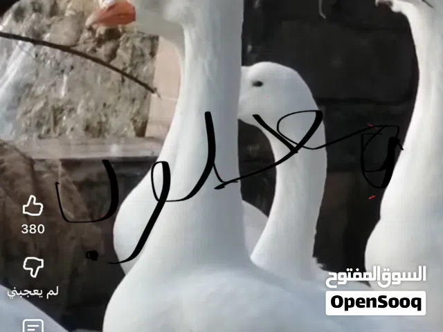 مطلوب بطوط كوبره ابيضّ