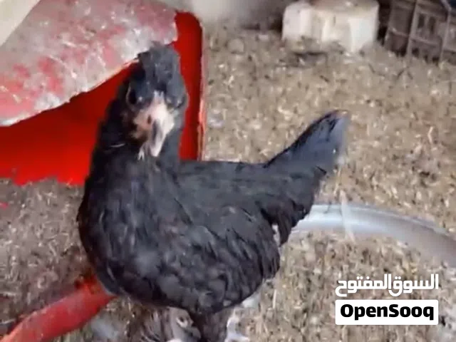 زوج دجاج بولوني