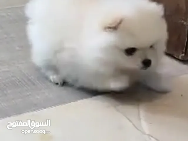 كلب بومرنيان