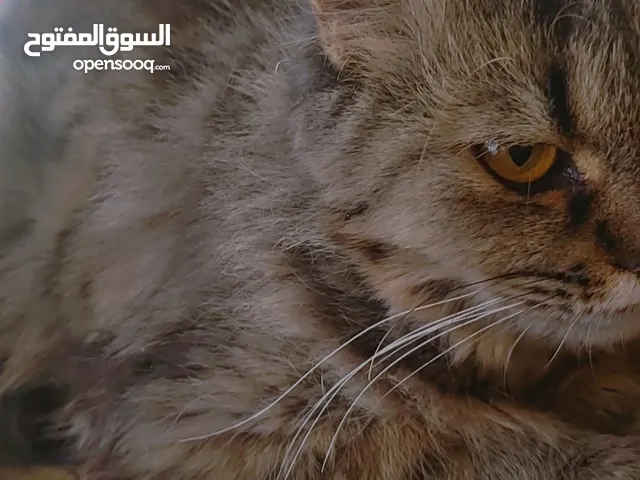 قطط للتبني
