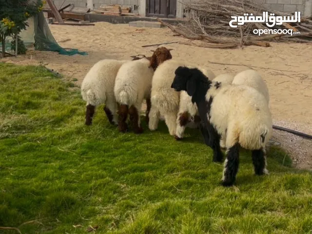 غنم نعيم بري بلدي فل