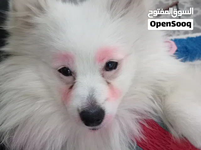 بومريان انثى