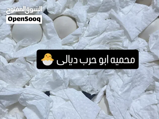 دجاج كويتي من ارقى المستويات والرس الاصلي