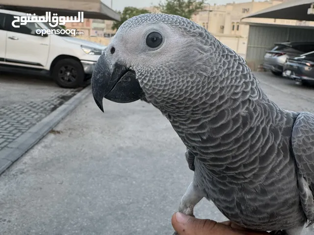 كاسيكو سوبر جامبو 5 شهور