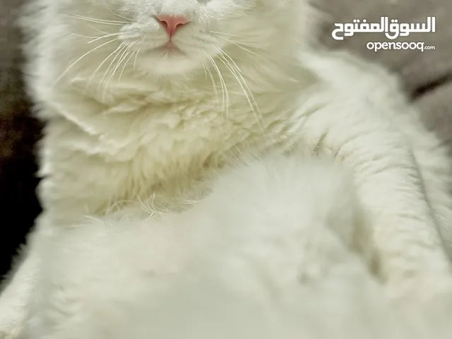 قط انجورا تركي للتبني بحياتو كلها ما ضاف الشارع