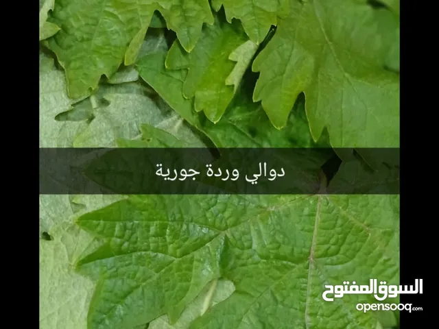 دوالي عجلوني بلدي