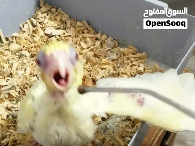 ياكل شرنقه