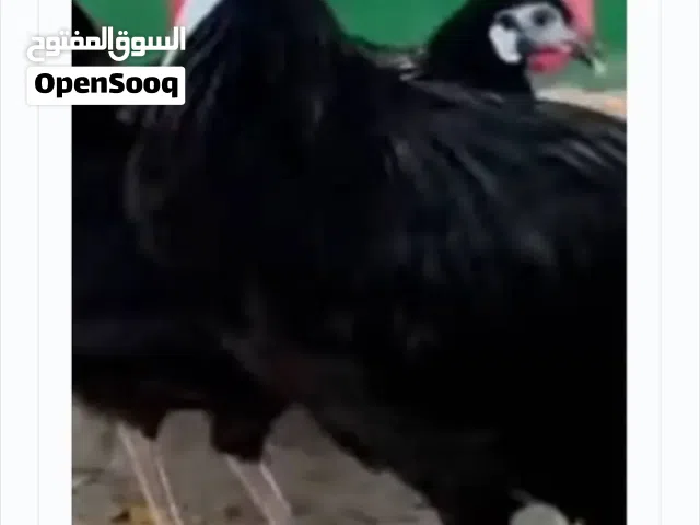 صوص مهرج الاسباني