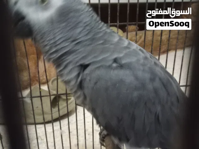 ببغاء African Grey Parrot