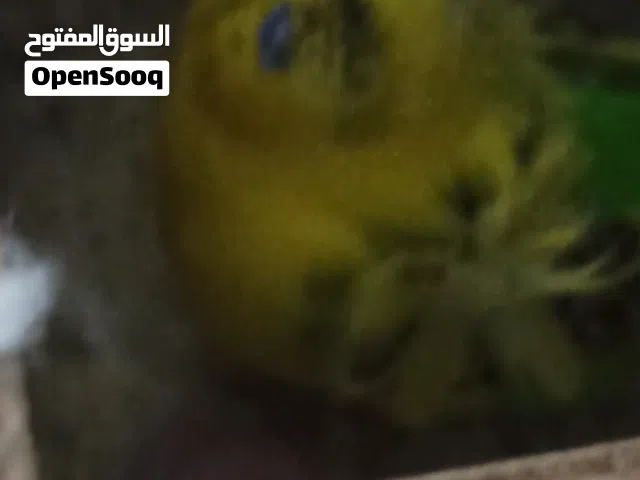 جوز هوجو رومو معهم فرخ اول خيرهم