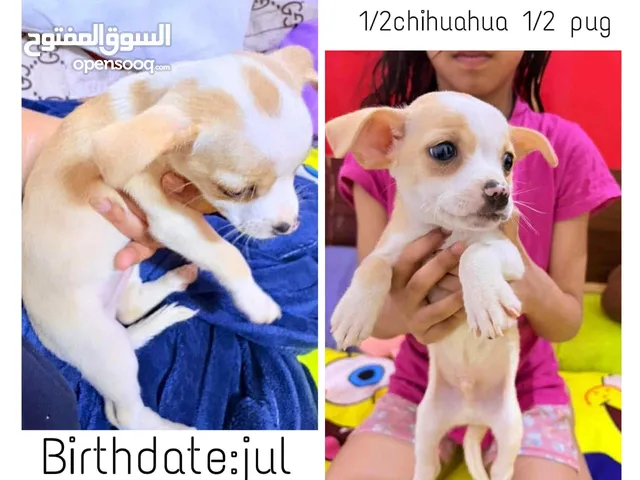 كلب رائع من نوع شيواوا السن شهرين . Wonderful dog Chihuahua , 2 months old.