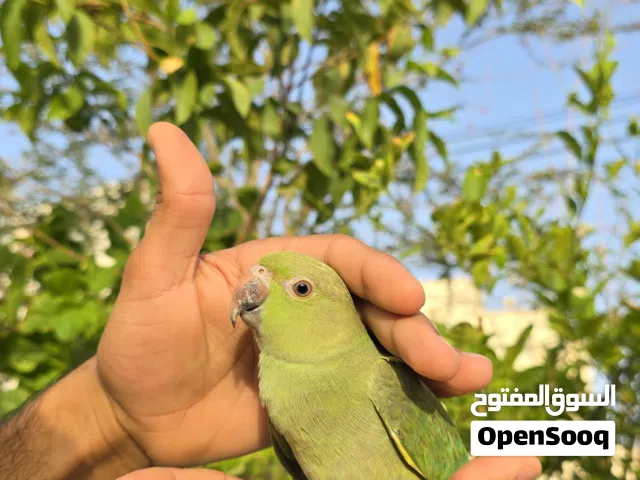 ببغاء متوه صغيرة أليف جدا