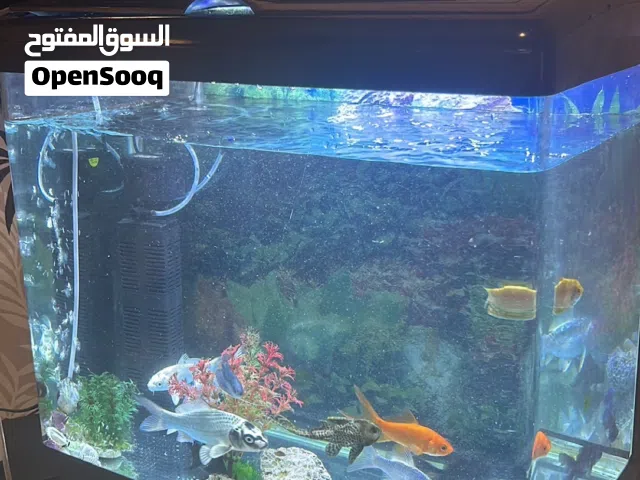 للبيع حوض سمك فقط