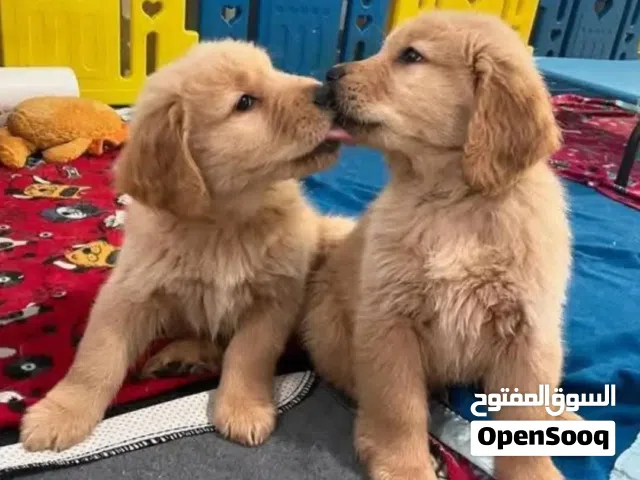 جولدن ريتريفر مميزه مناسبه للاطفال والمنزل جراء ذكور مميزه