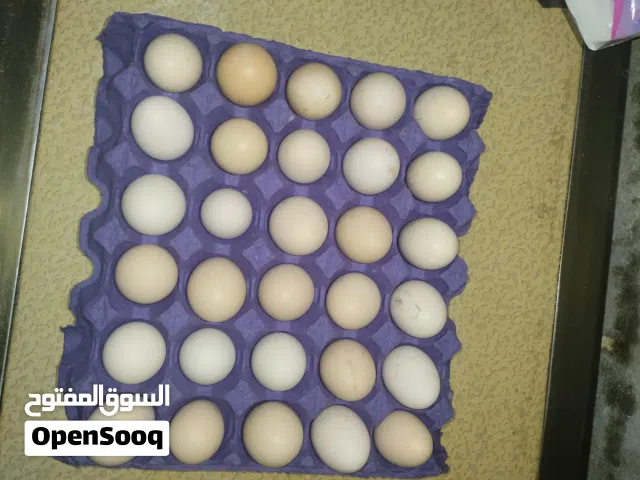 بيض دجاج عرب مال اكعادة