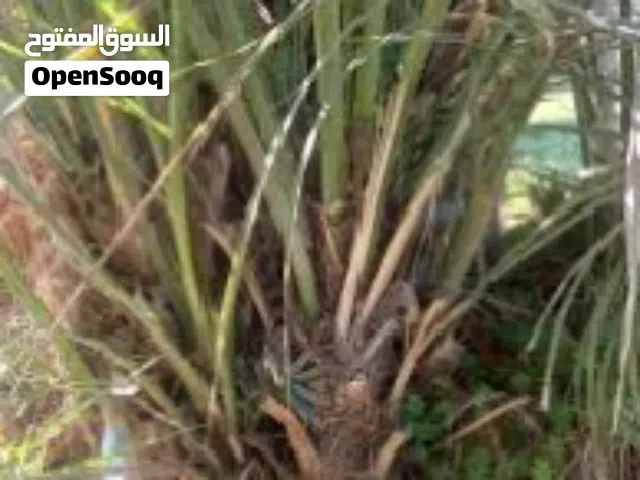 اشجار نخيل للبيع