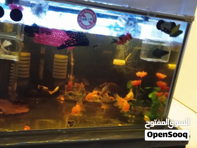 حوض سمك الزينه فلترين واحد ميكانيكي والثانى بيوكيميائى بالاضافه الى مصباح تعقيم وسخان حراره