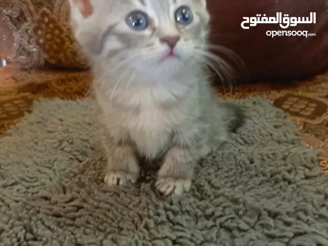 قطه شانشيلا للبيع