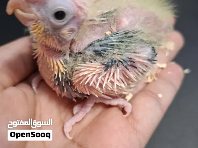 فرخ كروان لاتينو بات