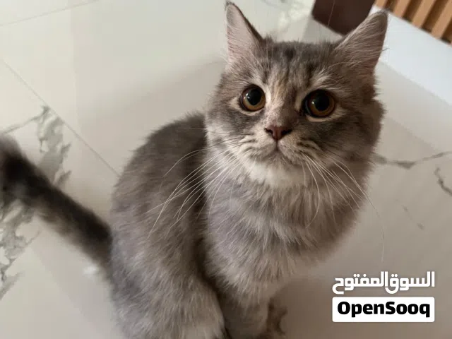 قطط للتبني