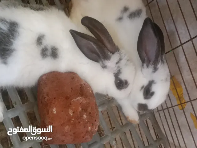 البحيره مركز ابو المطامير