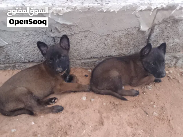 2 جرواي مينوا دكور درجة اولى