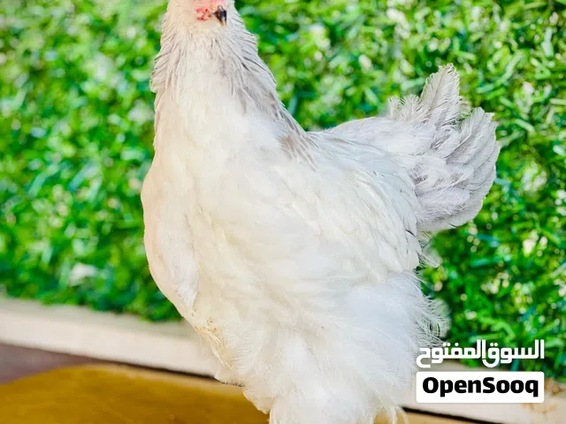 مزرعه دجاج