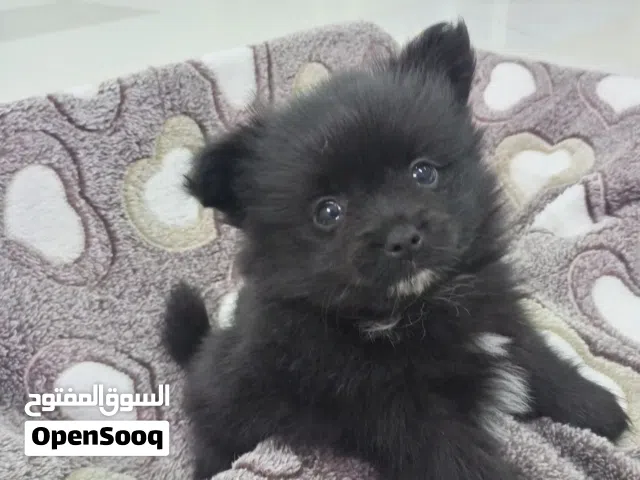 brand new Pomeranian puppies for sale just DM me for cool prizewe also make a special discount on f!