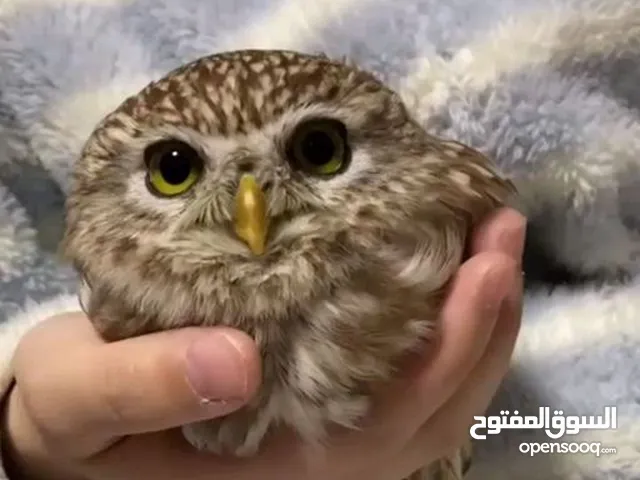 OWLS اليف ولطيف. قزم وانواع اخرى الرقم بالتفاصيل واتساب