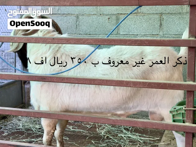 تصفية ماعز البرقوت