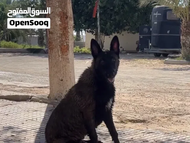 كلاب للبيع