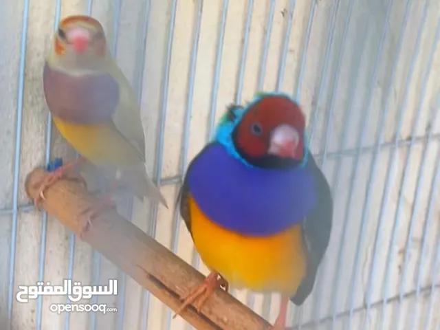 للبيع قولدن فنش