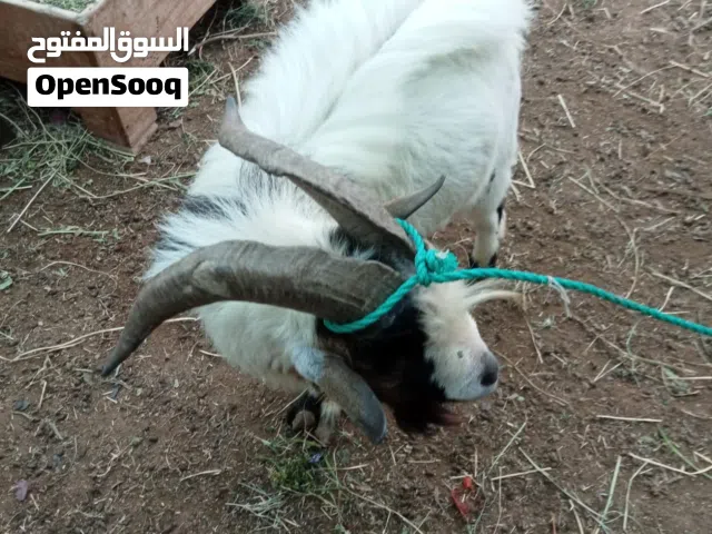 تويس للبيع عدد 8