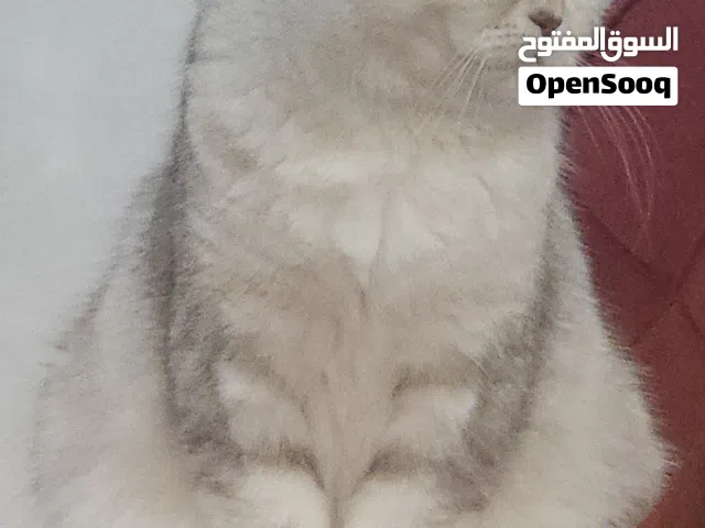 قطه للتبني مع كامل الأغراض