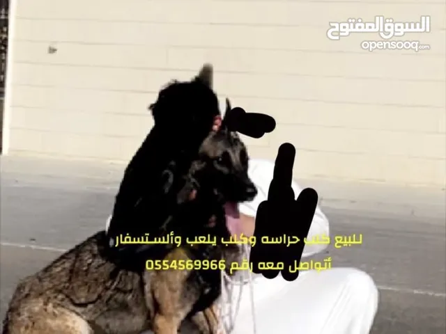 كلب يلعب جميل نوعه المالينو