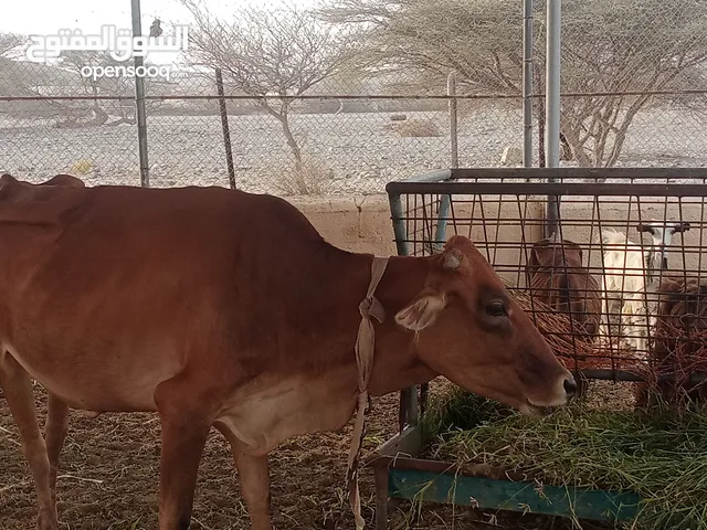 للبيع بقار